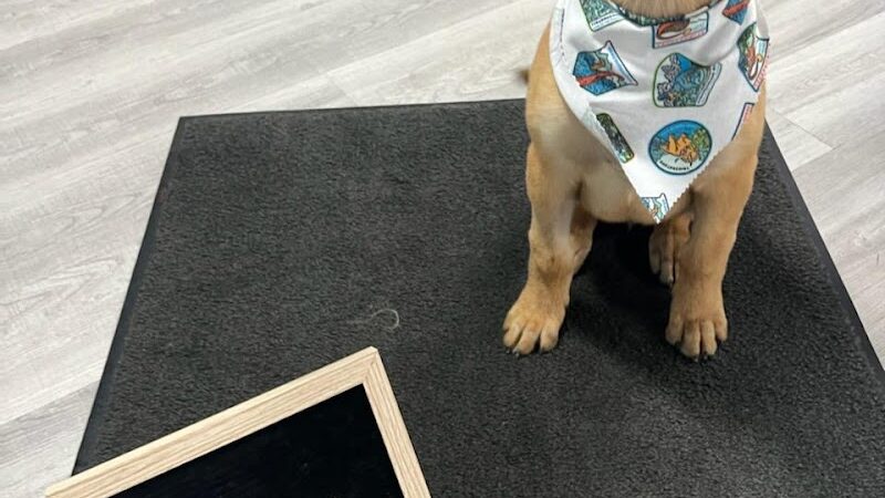 Puppy Camp - Cincinnati, OH