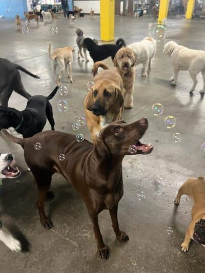 Puppy Camp - Cincinnati, OH