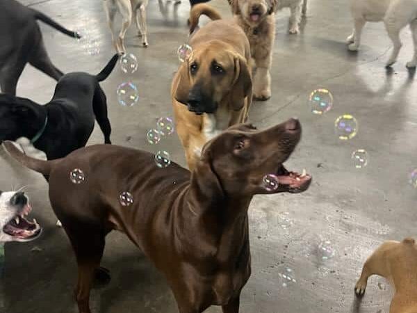 Puppy Camp - Cincinnati, OH