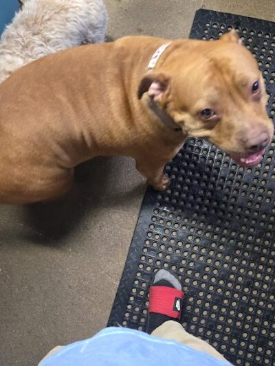 Puppy Camp - Cincinnati, OH