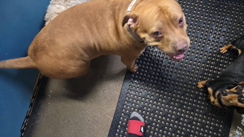 Puppy Camp - Cincinnati, OH