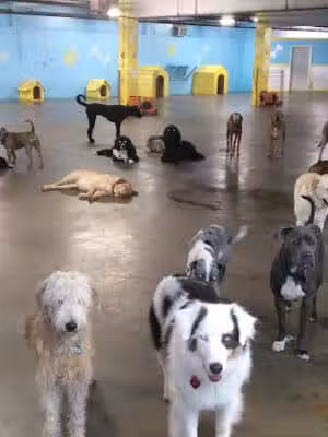 Puppy Camp - Cincinnati, OH