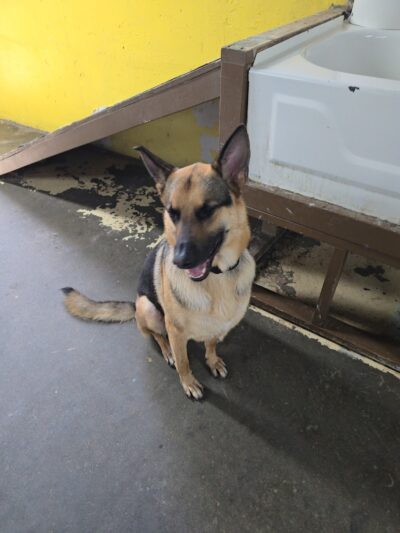 Puppy Camp - Cincinnati, OH