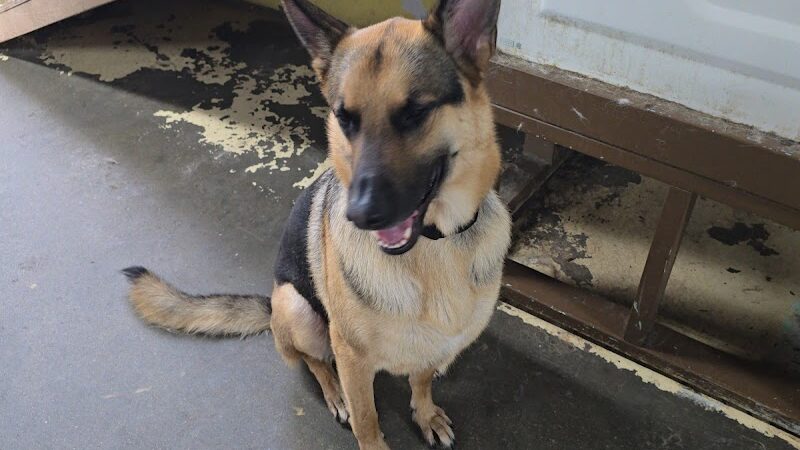 Puppy Camp - Cincinnati, OH