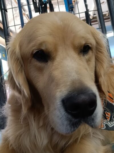 Puppy Camp - Cincinnati, OH