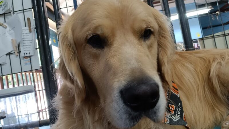 Puppy Camp - Cincinnati, OH