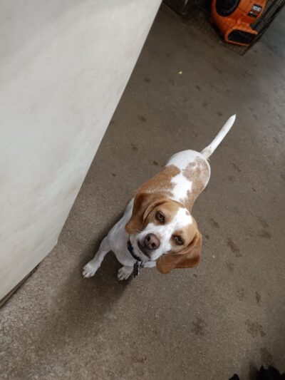 Puppy Camp - Cincinnati, OH