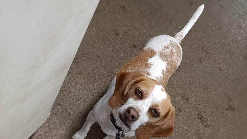 Puppy Camp - Cincinnati, OH