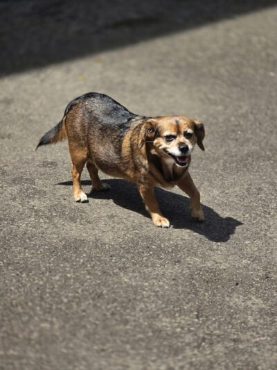 Puppy Camp - Cincinnati, OH