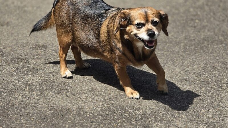 Puppy Camp - Cincinnati, OH