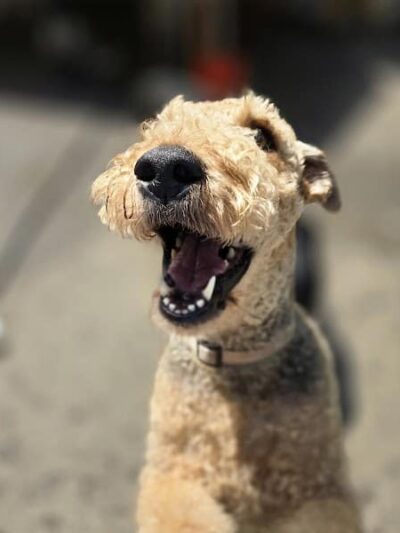 Puppy Camp - Cincinnati, OH