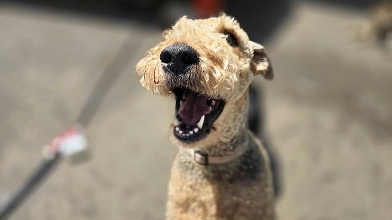 Puppy Camp - Cincinnati, OH