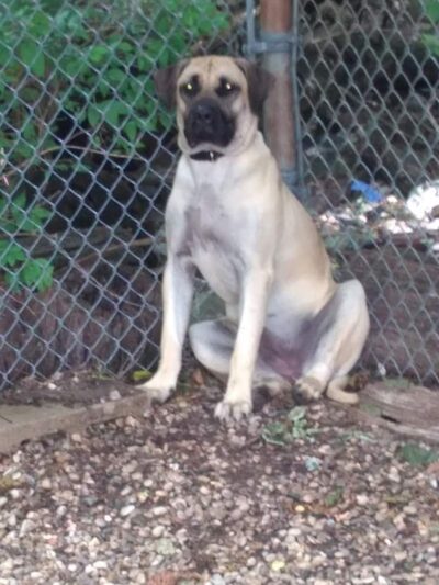 Puppy Camp - Cincinnati, OH