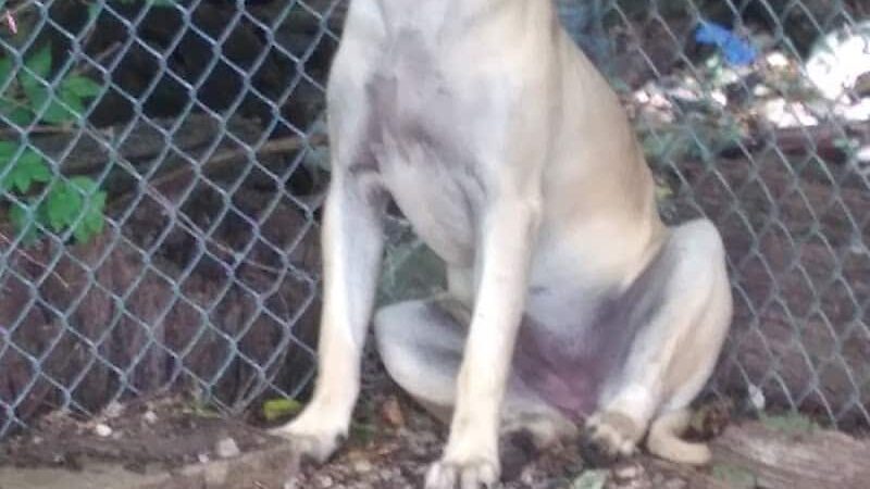 Puppy Camp - Cincinnati, OH