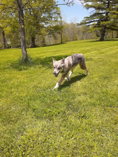 Rheinstrom Park - Cincinnati, OH