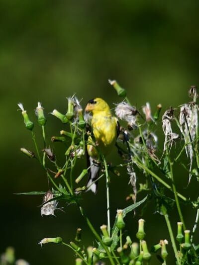 Rheinstrom Park - Cincinnati, OH