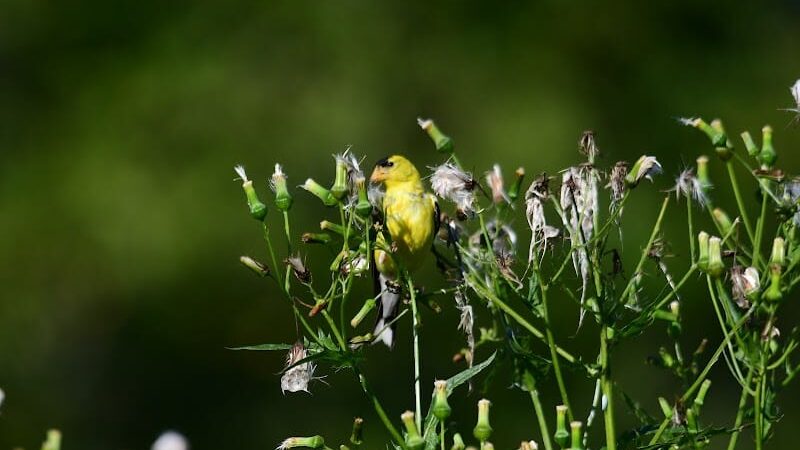 Rheinstrom Park - Cincinnati, OH