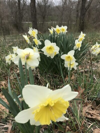 Rheinstrom Park - Cincinnati, OH