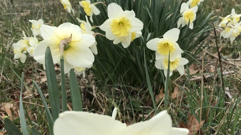 Rheinstrom Park - Cincinnati, OH