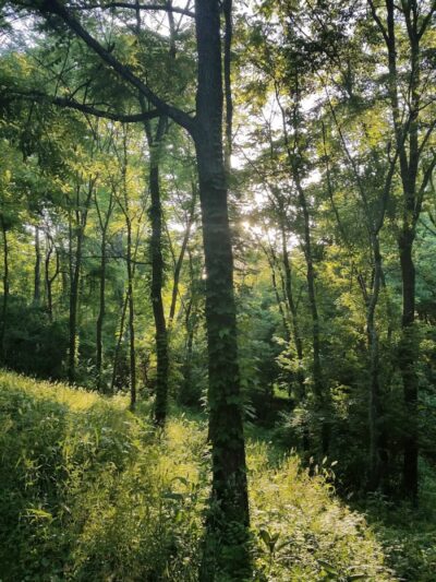 Rheinstrom Park - Cincinnati, OH