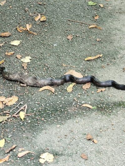 Rheinstrom Park - Cincinnati, OH