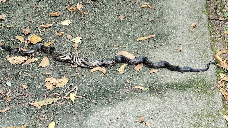 Rheinstrom Park - Cincinnati, OH