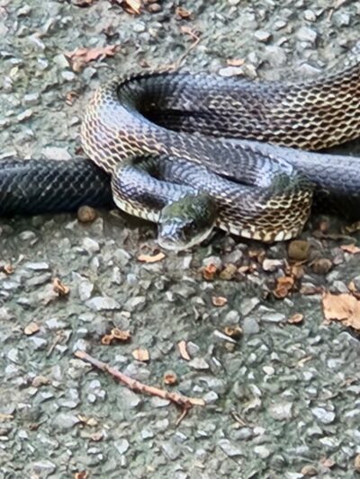 Rheinstrom Park - Cincinnati, OH