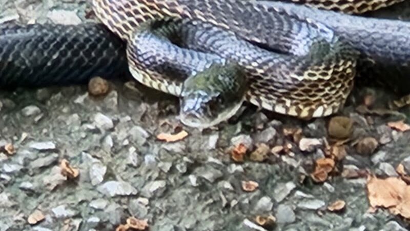 Rheinstrom Park - Cincinnati, OH