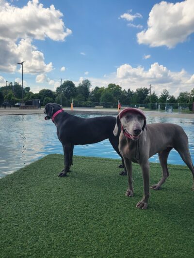 RJ Wags Park - Cincinnati, OH