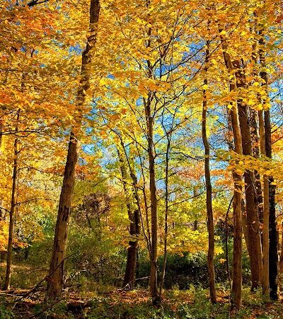 Story Woods Park - Cincinnati, OH