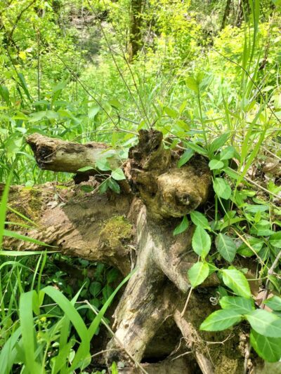 Story Woods Park - Cincinnati, OH