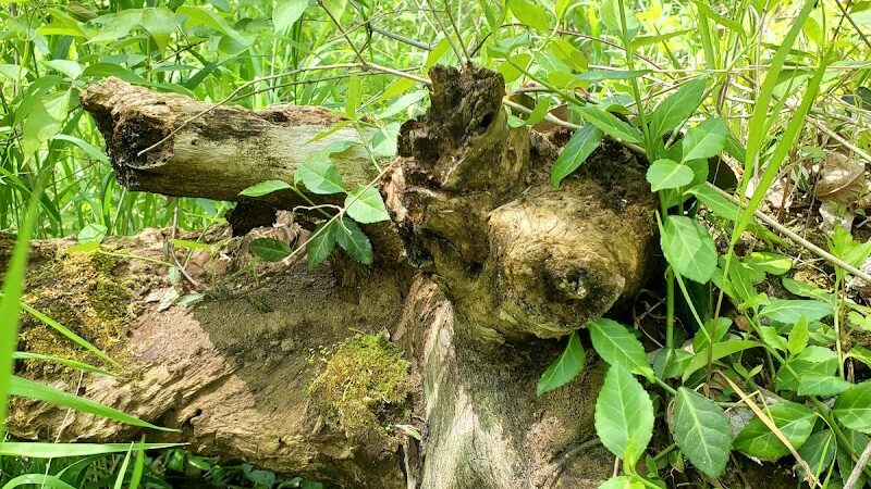 Story Woods Park - Cincinnati, OH