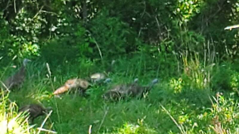 Story Woods Park - Cincinnati, OH