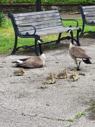 Trailside Nature Center - Cincinnati, OH