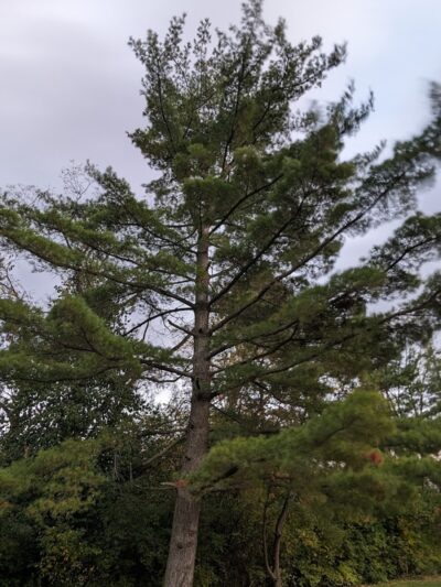 Veterans Park - Cincinnati, OH