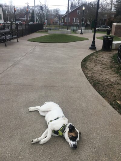 Westwood Dog Park - Cincinnati, OH