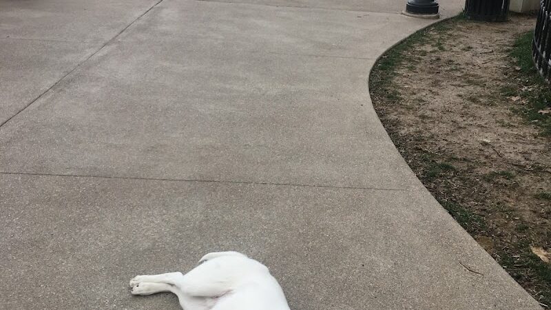 Westwood Dog Park - Cincinnati, OH