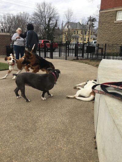 Westwood Dog Park - Cincinnati, OH
