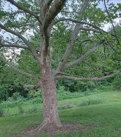 Kiedaisch Point Park - Clarington, OH