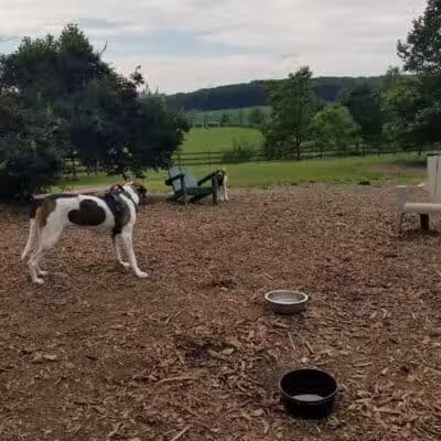 Abington Dog Park - Clarks Summit, PA