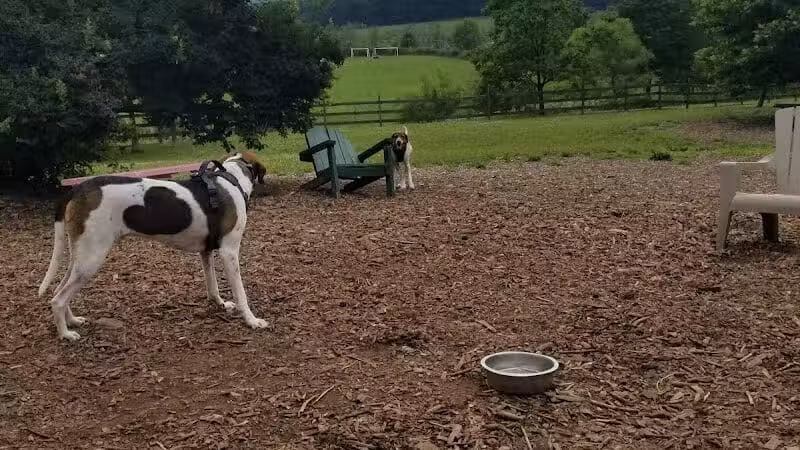 Abington Dog Park - Clarks Summit, PA