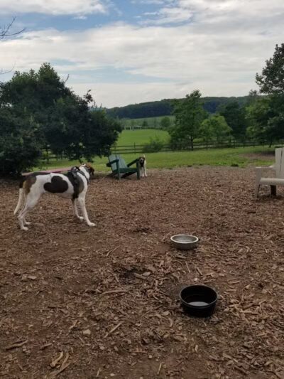 Abington Dog Park - Clarks Summit, PA