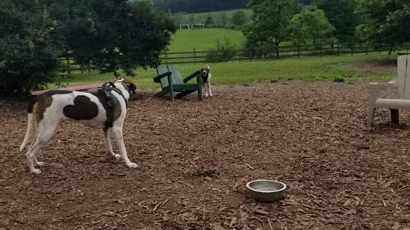 Abington Dog Park - Clarks Summit, PA
