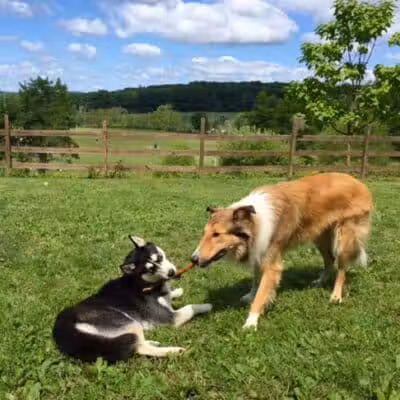 Abington Dog Park - Clarks Summit, PA