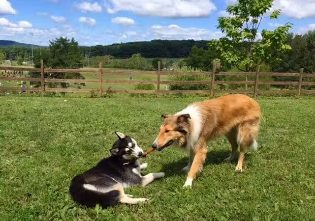 Abington Dog Park - Clarks Summit, PA