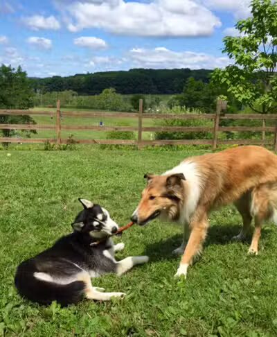 Abington Dog Park - Clarks Summit, PA