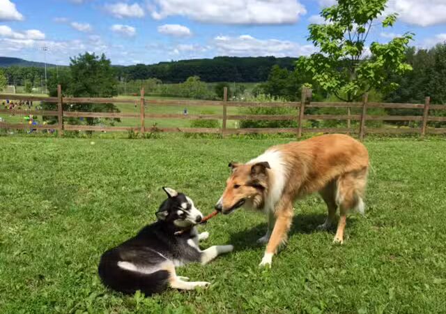 Abington Dog Park - Clarks Summit, PA