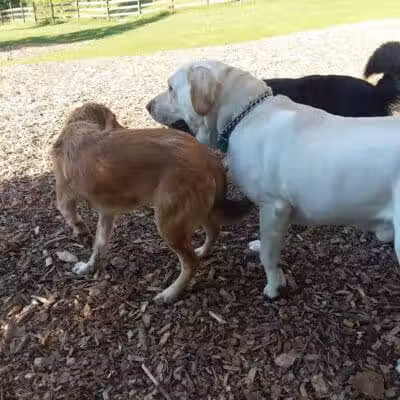 Abington Dog Park - Clarks Summit, PA
