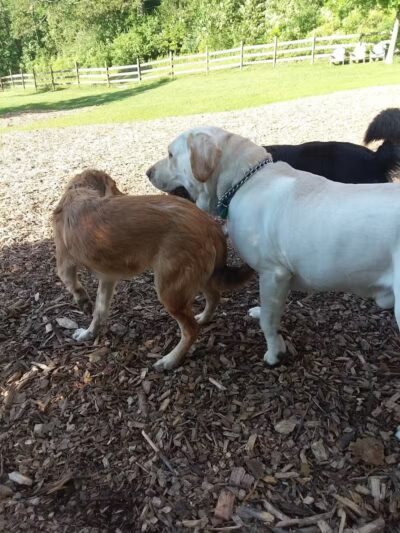 Abington Dog Park - Clarks Summit, PA