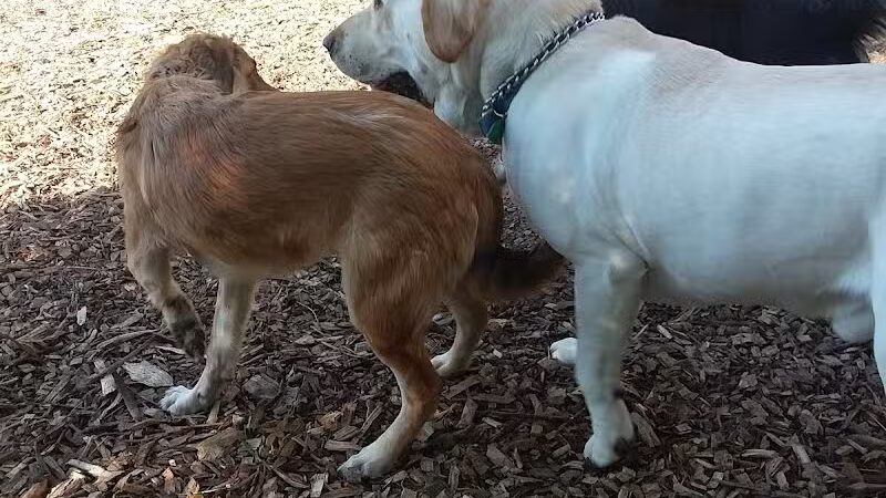 Abington Dog Park - Clarks Summit, PA